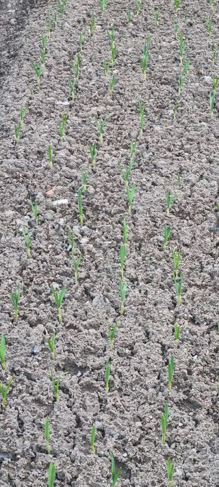 애플사랑님의 자유주제 · 자유게시판 작성글 사진