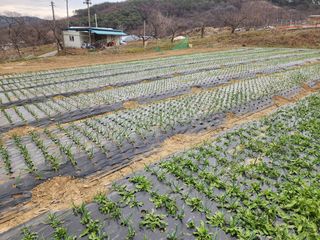 부여.김미경님의 자유주제 · 자유게시판 작성글 사진
