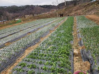 부여.김미경님의 자유주제 · 자유게시판 작성글 사진