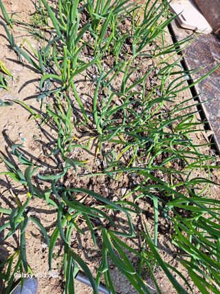 김만호님의 파 · 영농일지 작성글 사진