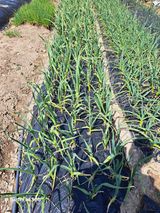 팜모닝 마늘·영농일지 게시글 이미지