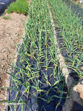 김만호님의 마늘 · 영농일지 작성글 사진