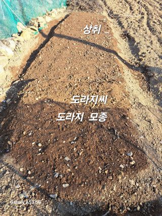 김만호님의 상추 · 영농일지 작성글 사진