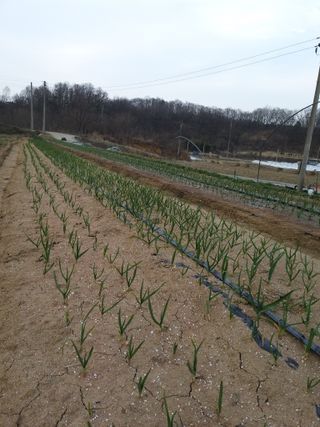 초보굴백이님의 마늘 · 비료•농약 작성글 사진