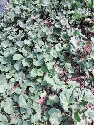 최한기님의 3월 내 작물 자랑하기 · 참여글 작성글 사진