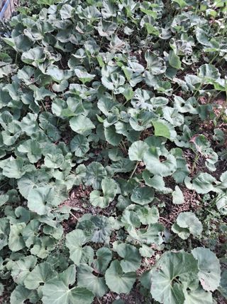 최한기님의 3월 내 작물 자랑하기 · 참여글 작성글 사진