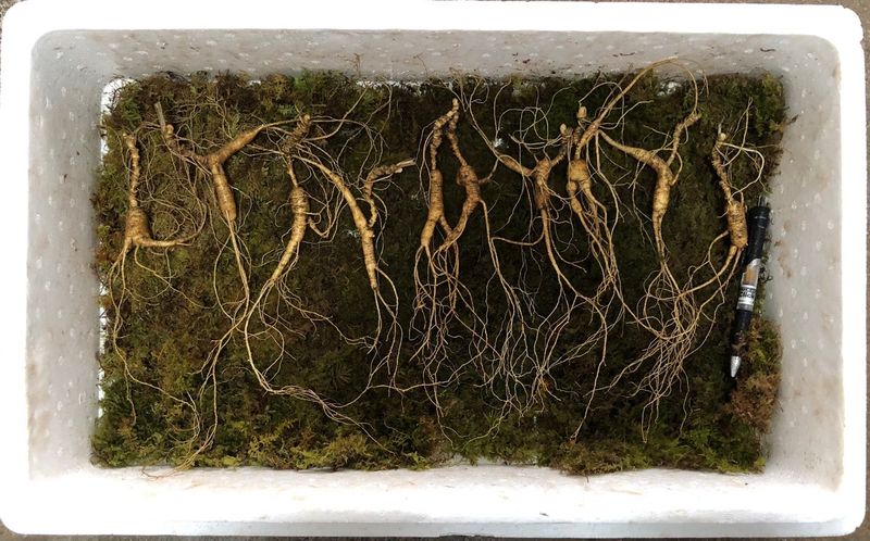 장터 상품 [25년~30년. 야생방치상한뿌리] 썸네일