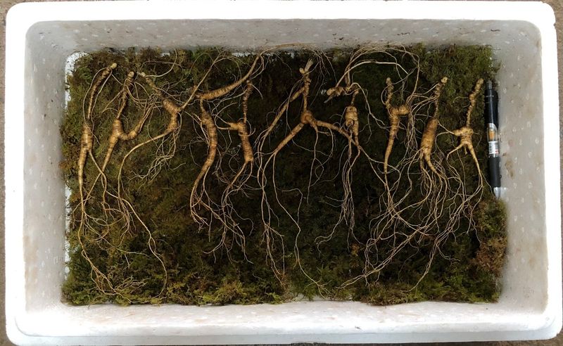 김미정님의 장터 판매 상품 [25년~30년. 야생방치상한뿌리] 첨부 사진