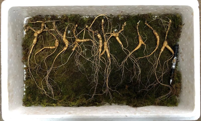 김미정님의 장터 판매 상품 [25년~30년. 야생방치상한뿌리] 첨부 사진