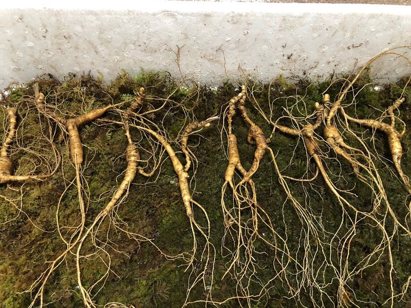 김미정님의 장터 판매 상품 [25년~30년. 야생방치상한뿌리] 첨부 사진