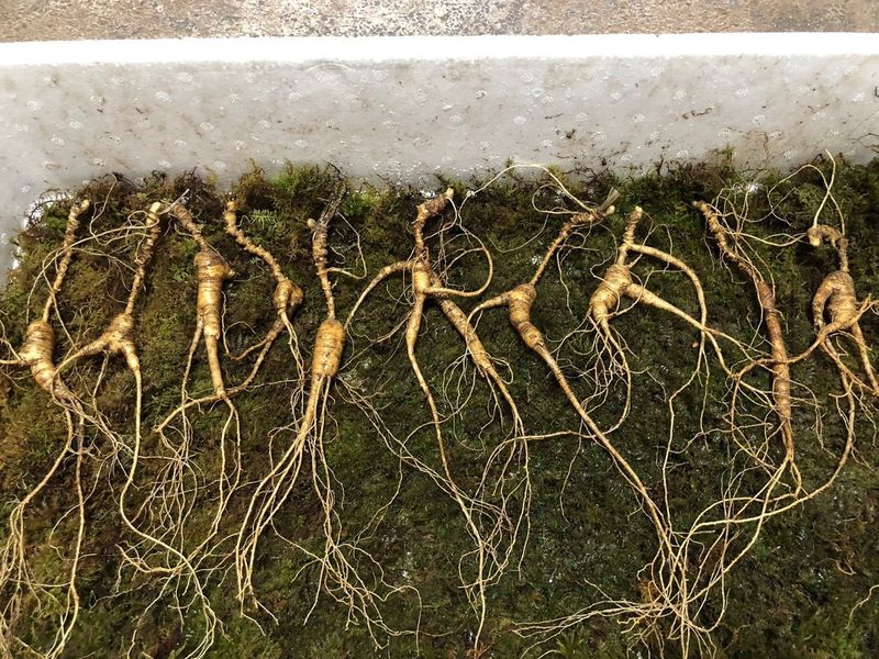 김미정님의 장터 판매 상품 [25년~30년. 야생방치상한뿌리] 첨부 사진