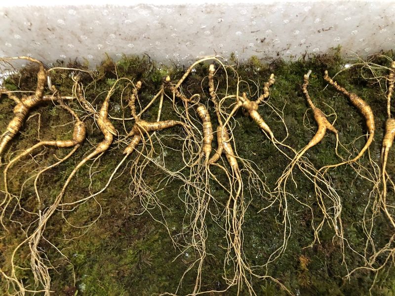 김미정님의 장터 판매 상품 [25년~30년. 야생방치상한뿌리] 첨부 사진