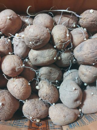 이용훈님의 감자 · 자유게시판 작성글 사진