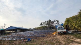 김우진님의 감자 · 영농일지 작성글 사진