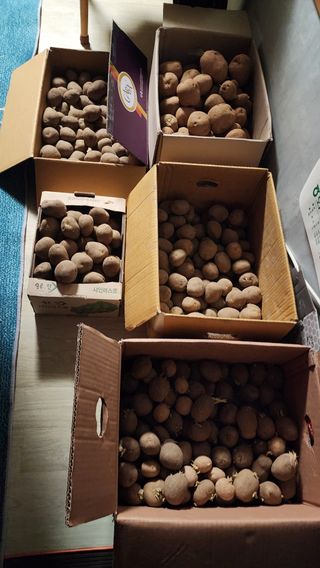 김우진님의 감자 · 영농일지 작성글 사진