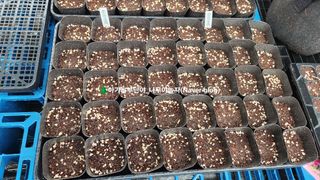 연지골농원_단야님의 자유주제 · 자유게시판 작성글 사진