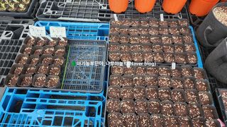 연지골농원_단야님의 자유주제 · 자유게시판 작성글 사진