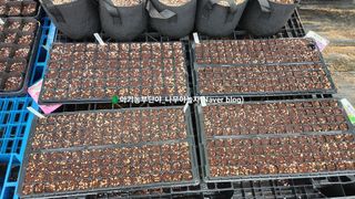 연지골농원_단야님의 자유주제 · 자유게시판 작성글 사진