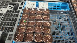 연지골농원_단야님의 자유주제 · 자유게시판 작성글 사진