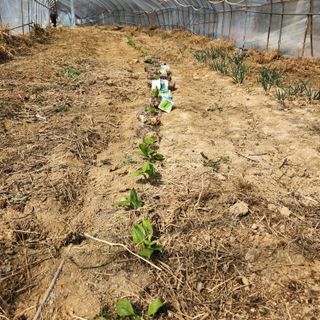 토마토17286님의 3월 내 작물 자랑하기 · 참여글 작성글 사진
