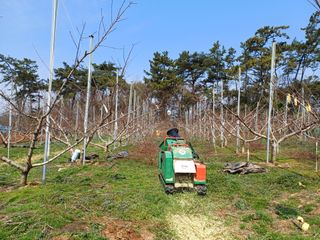 부농이네(이나영)님의 복숭아 · 영농일지 작성글 사진
