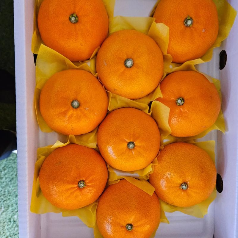 장터 상품 [천혜향5kg] 썸네일