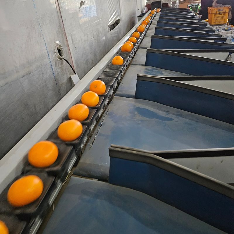 이승철님의 장터 판매 상품 [천혜향5kg] 첨부 사진