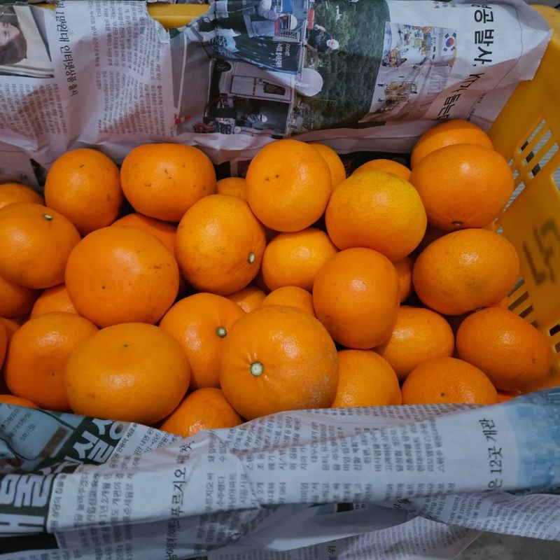 이승철님의 장터 판매 상품 [천혜향5kg] 첨부 사진