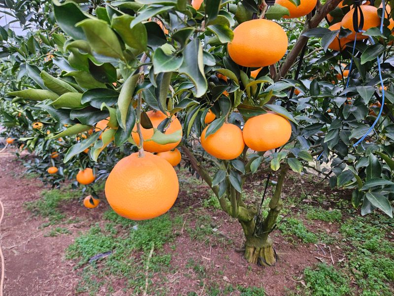 이승철님의 장터 판매 상품 [천혜향5kg] 첨부 사진