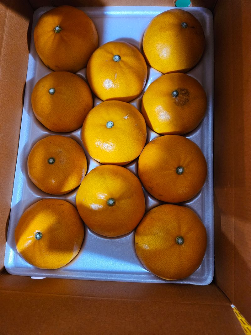 이승철님의 장터 판매 상품 [천혜향5kg] 첨부 사진