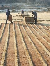 팜모닝 기타작물·영농일지 게시글 이미지