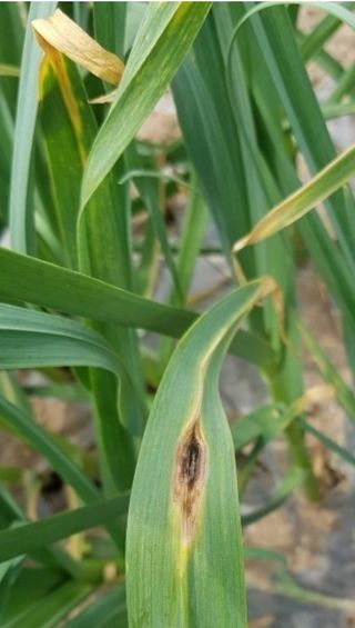 대산농사대장님의 마늘 · 일상 작성글 사진