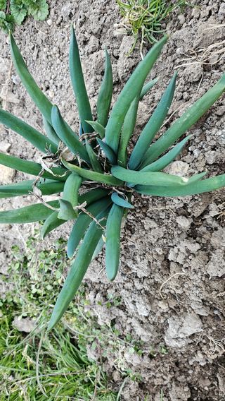 김제일주농장님의 파 · 자유게시판 작성글 사진