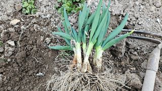 김제일주농장님의 파 · 자유게시판 작성글 사진