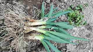 김제일주농장님의 파 · 자유게시판 작성글 사진