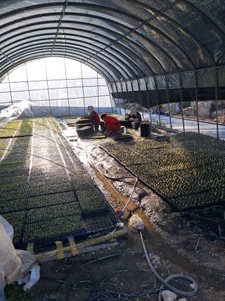 김종덕님의 두릅 · 일상 작성글 사진