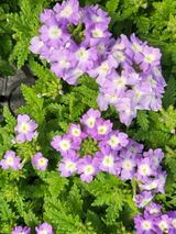 팜모닝 자유주제·자유게시판 게시글 이미지