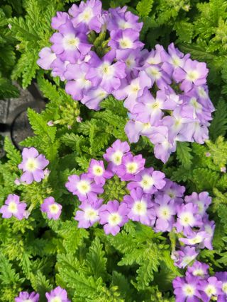 행운농부님의 자유주제 · 자유게시판 작성글 사진