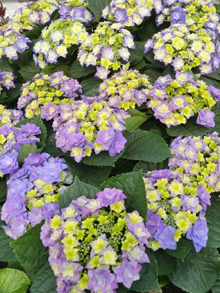 행운농부님의 자유주제 · 자유게시판 작성글 사진