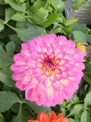 행운농부님의 자유주제 · 자유게시판 작성글 사진