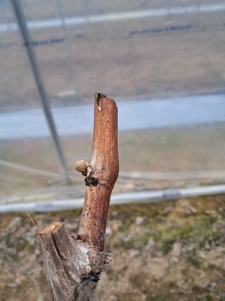 정이오가네농원님의 자유주제 · 자유게시판 작성글 사진