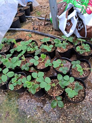 정이오가네농원님의 자유주제 · 자유게시판 작성글 사진