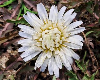 이정운님의 3월 내 작물 자랑하기 · 참여글 작성글 사진