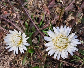 이정운님의 3월 내 작물 자랑하기 · 참여글 작성글 사진