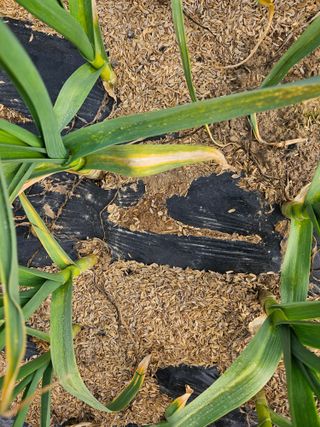 김균율님의 농사, 무엇이든 물어보세요! · 참여글 작성글 사진