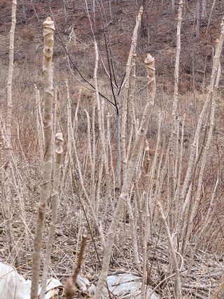 시골농부현장 현장박님의 두릅 · 일상 작성글 사진