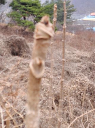 시골농부현장 현장박님의 두릅 · 일상 작성글 사진