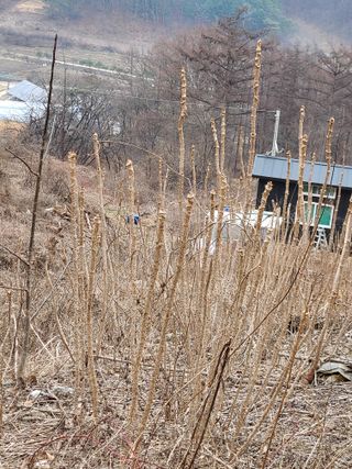 시골농부현장 현장박님의 두릅 · 일상 작성글 사진