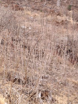 시골농부현장 현장박님의 두릅 · 일상 작성글 사진