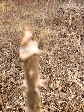 시골농부현장 현장박님의 두릅 · 일상 작성글 사진